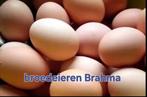 Broedeieren Brahma kippen, Ophalen, Zo goed als nieuw
