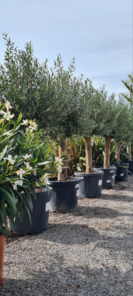 Nieuwe aanvoer! Terrasolijfboom, Tuin en Terras, Planten | Bomen, Ophalen
