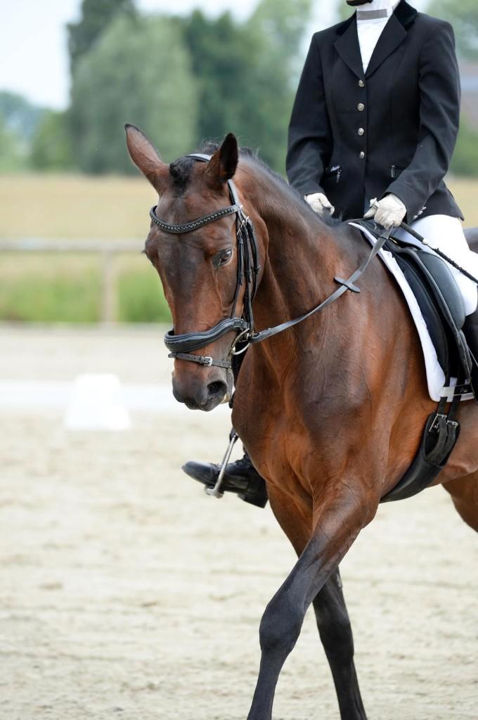 Lieve merrie te koop, Dieren en Toebehoren, Paarden, Merrie, Zadelmak, Minder dan 160 cm, 11 jaar of ouder, Recreatiepaard, Met stamboom