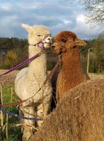 Alpaca veulens te koop, Dieren en Toebehoren, Mannelijk