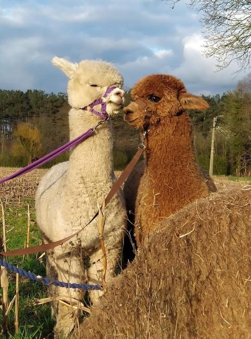 Poulains d'alpaga à vendre, Animaux & Accessoires, Animaux Autre, Mâle