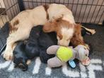 Engelse cocker pups groeien op in huis met poezen, Dieren en Toebehoren, Honden | Retrievers, Spaniëls en Waterhonden, België