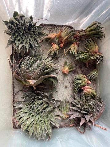 Aloe aristata beschikbaar voor biedingen