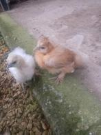 Zijdehoenen kuikens, verschillende kleuren en leeftijden, Dieren en Toebehoren, Pluimvee, Geslacht onbekend, Kip