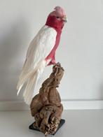 Opgezette Witte Kaketoe - Wildernis Atelier, Ophalen of Verzenden, Nieuw, Vogel, Opgezet dier