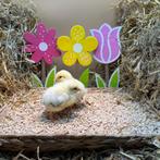 Jonge tamme Sussex kriel kuikens gesekst & ingeënt, Dieren en Toebehoren, Pluimvee, Vrouwelijk, Kip