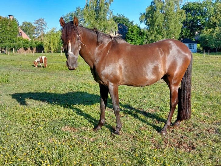 Weide maatje andalusier, Dieren en Toebehoren, Paarden
