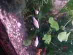 Parelmoer witte molly's, Dieren en Toebehoren, Vissen | Aquariumvissen, Vis, Zoetwatervis, Schoolvis