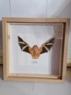 Taxidermy, Enlèvement ou Envoi, Neuf, Insecte, Animal empaillé