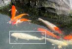 Japanse koi, Dieren en Toebehoren, Vissen | Vijvervissen, Karper of Koi