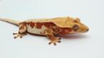 Wimpergekko HOUTEN, Dieren en Toebehoren, Hagedis, Tam, 0 tot 2 jaar