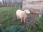 Stamboek swifter ramlam, Dieren en Toebehoren, Schapen, Geiten en Varkens, Mannelijk, Schaap, 0 tot 2 jaar