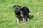 Dwergschnauzer pup te koop (reutje), Dieren en Toebehoren, Honden | Bulldogs, Pinschers en Molossers, 15 weken tot 1 jaar, Buitenland
