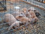 Franse hangoor konijnen, Dieren en Toebehoren, Konijnen, Hangoor