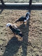 Barberie eenden,, Dieren en Toebehoren, Pluimvee