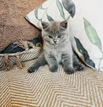 Chatons, Enlèvement