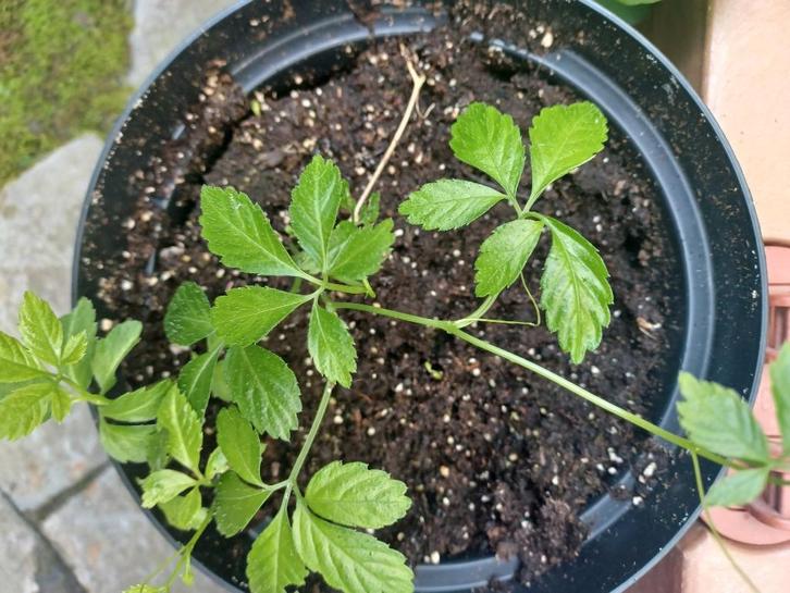 ONSTERFELIJKHEIDSKRUID (Gynostemma pentaphyllum), Tuin en Terras, Planten | Tuinplanten, Vaste plant, Kruiden, Halfschaduw, Ophalen