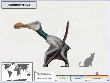 Siroccopteryx tand, mooi exemplaar! beschikbaar voor biedingen