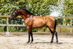 PRE / Andalusier ruin, Dieren en Toebehoren, Paarden, Gechipt, Ruin, Dressuurpaard, Zadelmak