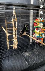 Cage pour oiseaux et plusieurs accessoires, Perruche