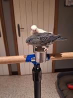 catharina's zeer lief supper tam, Dieren en Toebehoren, Vogels | Parkieten en Papegaaien, Tam