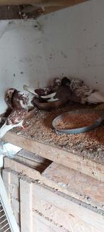 Duif, Dieren en Toebehoren