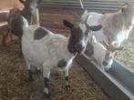 Dwerggeiten, Dieren en Toebehoren, Schapen, Geiten en Varkens, Geit