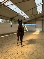 2 jarige springmerrie, Dieren en Toebehoren, Paarden, Merrie
