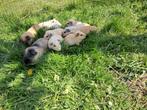 Cavia, Dieren en Toebehoren, Knaagdieren, Cavia