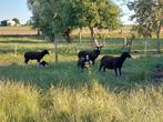 Zwartbles Schapen, Dieren en Toebehoren, Schapen, Geiten en Varkens, Meerdere dieren, Schaap, 0 tot 2 jaar