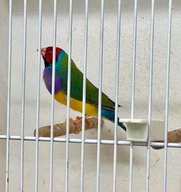 Split Lutino €40 beschikbaar voor biedingen