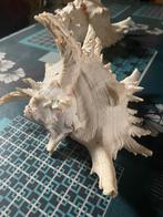 Schelpen, Ophalen of Verzenden, Schelp(en)