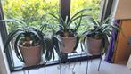 Clivia planten , zonder pot, Ophalen, Vetplant, Halfschaduw, Minder dan 100 cm