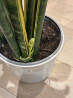 kamerplanten, Autres espèces, Plante à fleurs, 100 à 150 cm, Plein soleil