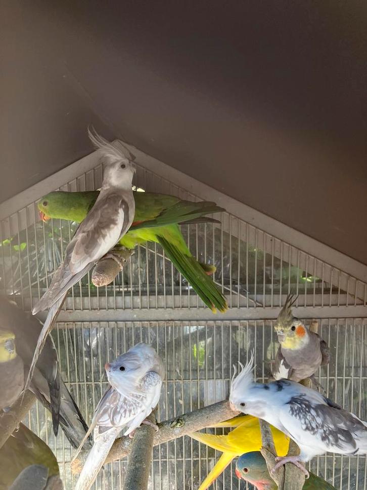 HALF TAMME WITKOP VALKPARKIETEN NU 60 EURO/VOGEL, Animaux & Accessoires, Oiseaux | Perruches & Perroquets, Perruche, Plusieurs animaux