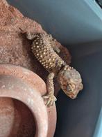 Nephrurus amyae, Lézard, 3 à 6 ans