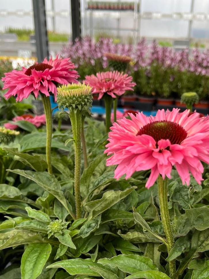 Echinacea sunseeker Salmon p17cm, Tuin en Terras, Planten | Tuinplanten, Vaste plant, Zomer, Ophalen