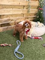 Prachtige cavapoo, Dieren en Toebehoren, België, Overige rassen, CDV (hondenziekte), 8 tot 15 weken