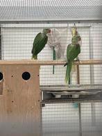 2 jongen geringd grote alexanderparkiet, Dieren en Toebehoren, Vogels | Parkieten en Papegaaien, Geringd