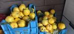 coing / kwepeer / ayva, Zakelijke goederen, Landbouw | Aardappelen, Groenten, Fruit en Vlees, Ophalen