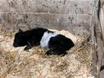 Belted galloway, Dieren en Toebehoren, Runderen