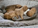 cavalier king charles spaniel  pups, België, CDV (hondenziekte), 8 tot 15 weken, Meerdere