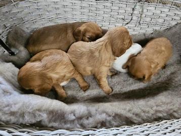 chiots Cavalier King Charles Spaniel, Plusieurs, Parvovirose, Belgique, Plusieurs animaux