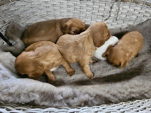 cavalier king charles spaniel  pups, Dieren en Toebehoren, Honden | Chihuahua's en Gezelschapshonden, Meerdere dieren, Fokker | Professioneel