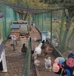 Zijdehoendjes in verschillende kleuren., Dieren en Toebehoren, Pluimvee