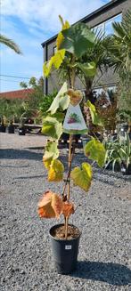 Druivelaar - Vitis Vinifera zonder pit, Tuin en Terras, Ophalen