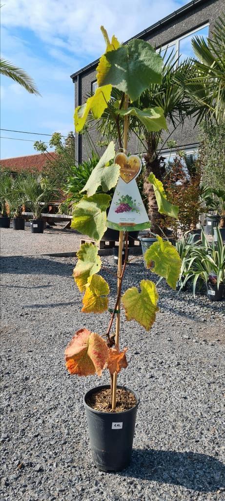 Druivelaar - Vitis Vinifera zonder pit, Tuin en Terras, Planten | Bomen, Ophalen