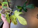 Philodendron Florida Beauty Variegata, Overige soorten, Minder dan 100 cm, Ophalen of Verzenden, Halfschaduw