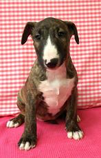 Supermooie Bull Terrier pups!, Dieren en Toebehoren, Bull Terriër, 15 weken tot 1 jaar, Buitenland, CDV (hondenziekte)