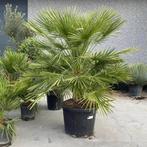 chamaerops humilis., Tuin en Terras, Planten | Tuinplanten, Ophalen of Verzenden, Bodembedekkers